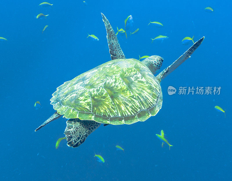 一只濒临灭绝的绿海龟(Chelonia mydas)，在泰国甲米的安达曼海中游泳。